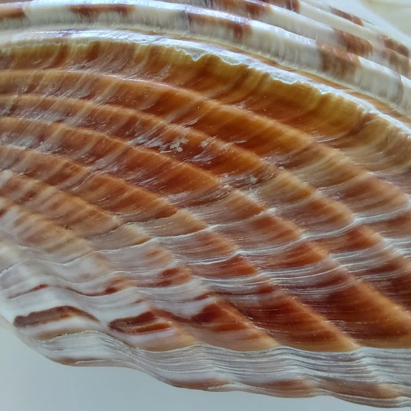 Large Cockle Shell - Picture 5 of 7